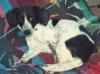 La petite chienne de Joe. Daphnée en 1992.